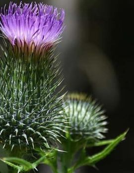 Thistle Scotland Flower Garden Scottish Gardening Journal Notebook Composition : Notebook Large Size 8. 5 X 11 Ruled 150 Pages Softcover Composition Journal Notebook