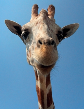 Notebook: College Ruled Composition Notebook / Giraffe cover