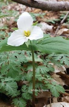 White Trilliums: Journal