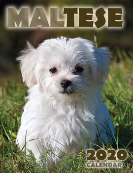 Paperback Maltese 2020 Calendar Book