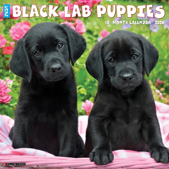 Calendar Black Lab Puppies 2026 12 X 12 Wall Calendar Book