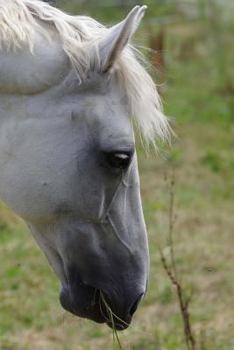 Paperback Beautiful White Horse Notebook Book