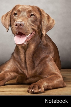 Paperback Notebook: ラブラドール、犬、動物、ペッӠ Book