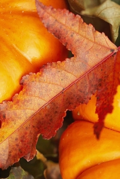 2020 Daily Planner Autumn Pumpkins Fall Leaves 388 Pages: 2020 Planners Calendars Organizers Datebooks Appointment Books Agendas