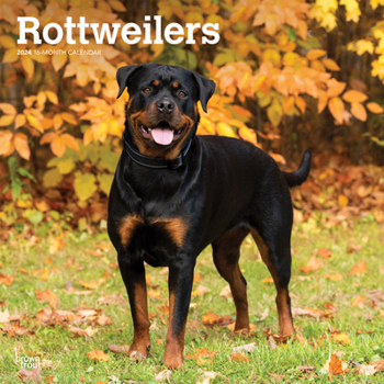 Calendar Rottweilers 2024 Square Book