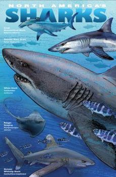Paperback SHARKS & RAYS of North America NATURE UNFOLDING#10 Book
