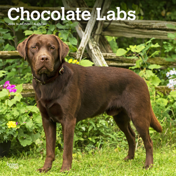 Calendar Labrador Retrievers, Chocolate 2024 Square Book