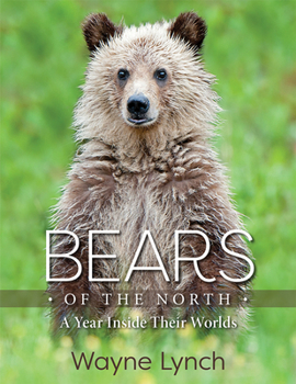 Hardcover Bears of the North: A Year Inside Their Worlds Book