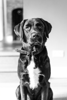 Labrador Retriever Dog Pup Puppy Doggie Notebook Bullet Journal Diary Composition Book Notepad - Good Waiting: Cute Animal Pet Owner Composition Book ... Quad Ruled Graph Paper Pages in 6” x 9” Inch