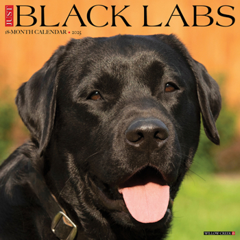 Calendar Just Black Labs 2025 12 X 12 Wall Calendar Book