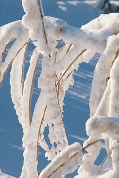 2020 Weekly Planner Winter Theme Snow Covered Twigs 134 Pages: 2020 Planners Calendars Organizers Datebooks Appointment Books Agendas