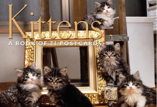Card Book Kittens Postcard Book