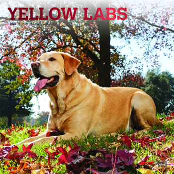 Calendar Labrador Retrievers, Yellow 2023 Square Foil Book