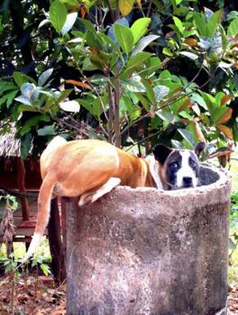 Paperback Bin Dog: An Adventure in Cambodia (Outlined in Adventure) Book