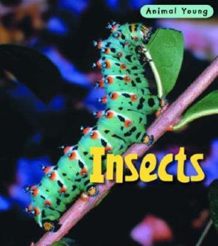Hardcover Insects. Rod Theodorou Book