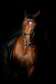 Horse Lovers 2020 Weekly Monthly Planner: With Agenda & Appointments Calendar Schedule, To Do List, Notes & Gratitude | Horse Lover Gifts For Men & ... Polo, Thoroughbred Racing, Farmer & Vet