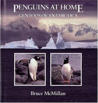Hardcover Penguins at Home: Gentoos of Antarctica Book