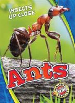 Ants - Book  of the Insects Up Close