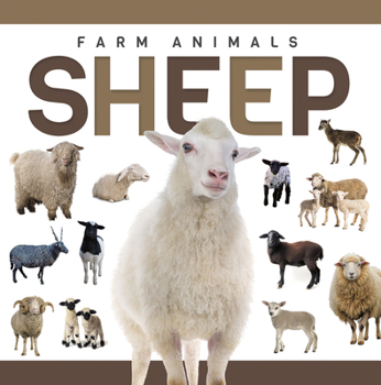 Paperback Sheep Book