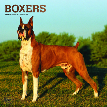 Calendar Boxers 2023 Square Foil Book