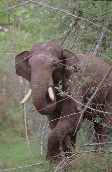 Hardcover The Story of Asia's Elephants Book