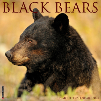 Calendar Black Bears 2024 12 X 12 Wall Calendar Book