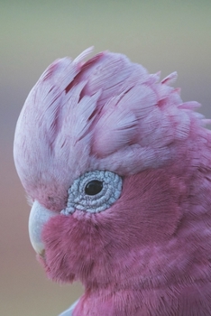 Rosakakadu: Notizbuch / Tagebuch Kakadu - DIN A5 120 Seiten liniert - Geschenke f�r Vogelliebhaber Papagei