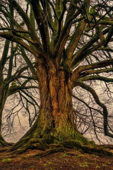 Journal: Ancient Tree