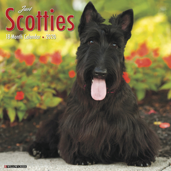 Calendar Just Scotties 2020 Wall Calendar (Dog Breed Calendar) Book