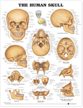 Paperback The Human Skull Book
