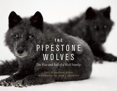 Hardcover The Pipestone Wolves: The Rise and Fall of a Wolf Family Book