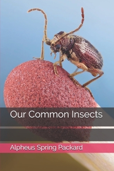 Paperback Our Common Insects Book