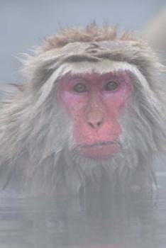 Paperback Red-Faced Snow Monkey in the Steam of a Hot Spring Pool in Japan Journal: 150 Page Lined Notebook/Diary Book