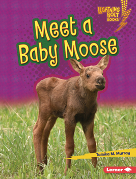 Meet a Baby Moose - Book  of the Lightning Bolt Books ® - Baby North American Animals
