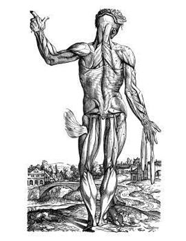 Anatomy Notebook: Skinless Man Muscles 10 - Andreas Vesalius Anatomy Art College Ruled Notebook | 110 Pages (Andreas Vesalius White Cover)