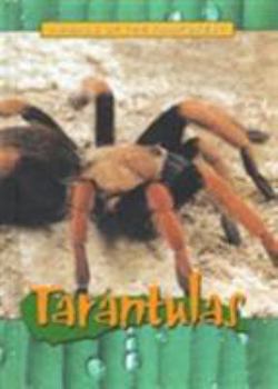 Hardcover Tarantulas (Animals of the Rainforest) Book