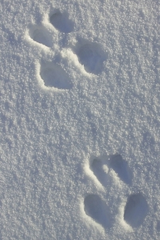 Paperback 2020 Daily Planner Winter Theme Snow Footprints 388 Pages: 2020 Planners Calendars Organizers Datebooks Appointment Books Agendas Book