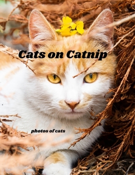 Paperback Cats on Catnip: photos of cats, Cats Photographs Book