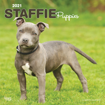 Calendar Staffordshire Bull Terrier Puppies 2021 Square Btuk Book