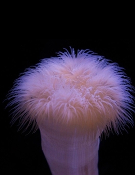 Paperback Anemone Journal: 100-page blank lined journal featuring a stunning photo of a sea anemone Book