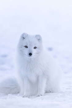Paperback Blank Journal - Nature Series Book 5: Arctic Fox Book