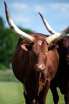 Paperback African Ankole Watusi Cow Journal: 150 page lined notebook/diary Book
