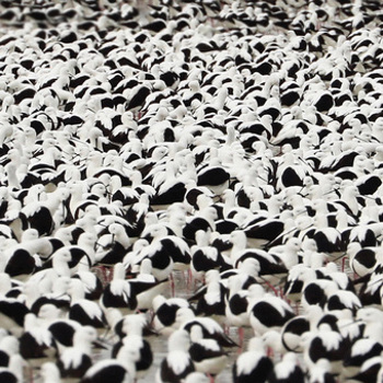 Vinyl Flood   Opaque Red Book