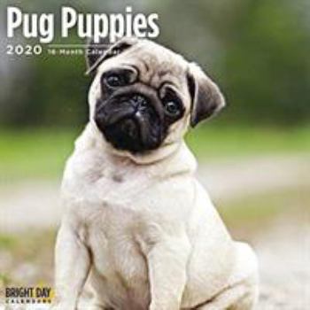 Calendar Pug Puppies Wall Calendar 2020 Book