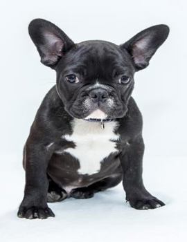 Paperback French Bulldog Notebook: 8.5 X 11 202 Wide Ruled Pages Book