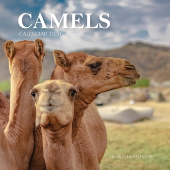 Paperback Camels Calendar 2020: 16 Month Calendar Book