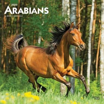 Calendar Arabians 2020 Square Book