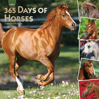 Calendar Horses, 365 Days Of, 2021 Square Foil Book