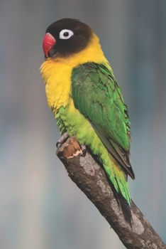 Schwarzk�pfchen: Notizbuch / Tagebuch Vogel - DIN A5 120 Seiten punktiert / Punkteraster - Vogel Geschenk Papagei