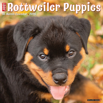 Calendar Rottweiler Puppies 2026 12 X 12 Wall Calendar Book